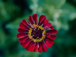 Zinnias